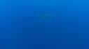 1510SM115 12 28 40 13 REQUIN