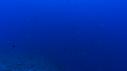1510SM115 12 32 21 02 REQUIN RAIE