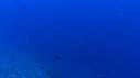 1510SM115 12 35 53 11 REQUIN
