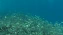 1510SM115 12 50 06 19 PLONGEUR POISSON BAGNARD