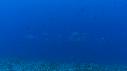1510SM116 13 20 22 06 POISSON CARANGUE