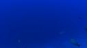 1510SM117 13 59 44 04 REQUIN PLONGEUR