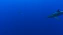 1510SM118 14 21 09 04 REQUIN