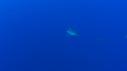 1510SM118 14 25 43 22 REQUIN PLONGEUR