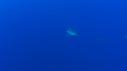 1510SM118 14 25 43 22 REQUIN PLONGEUR