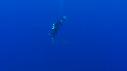 1510SM118 14 36 50 15 REQUIN