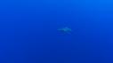 1510SM118 14 42 27 22 REQUIN