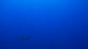 1510SM118 14 45 48 10 REQUIN