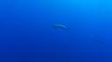 1510SM118 14 48 35 16 REQUIN