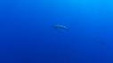 1510SM118 14 48 35 16 REQUIN