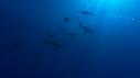 1510SM118 14 51 30 14 REQUIN