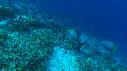 1601SM101 01 35 19 19 POISSON ANGE