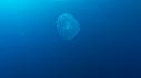 1601SM105 01 44 55 12 MEDUSE