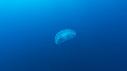 1601SM105 01 45 17 07 MEDUSE