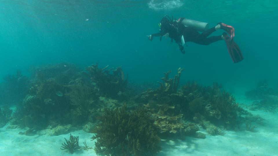 Grosse éponge et vivanaux BELIZE 4K - Seafootage