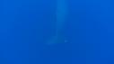 1603SM103 01 19 07 13 CACHALOT