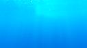 1603SM104 01 39 15 15 CACHALOT