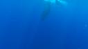 1603SM104 01 42 33 24 CACHALOT