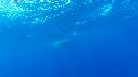 1603SM104 01 46 38 15 CACHALOT