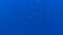1603SM107 03 38 21 24 CACHALOT