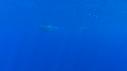 1603SM108 04 23 01 17 CACHALOT