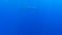 1603SM108 04 28 35 06 CACHALOT