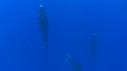 1603SM114 07 18 56 03 CACHALOT