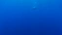1603SM114 07 27 34 12 CACHALOT