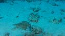 1605SM101 01 57 00 13 POISSON RAIE