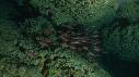 1611SM104 02 33 37 11 POISSON ECUREUIL