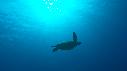 1611SM105 03 34 21 00 TORTUE