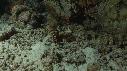 1611SM107 04 57 26 15 POISSON SCORPION