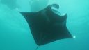 2 Mantas looping puis groupe