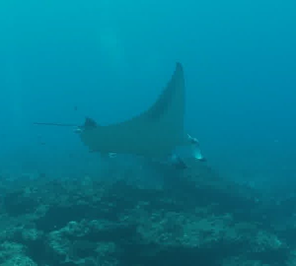 2_raies_mantas_tournent_devant_camera.jpg