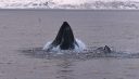 3 baleines à bosses avalent un banc de harengs en surface