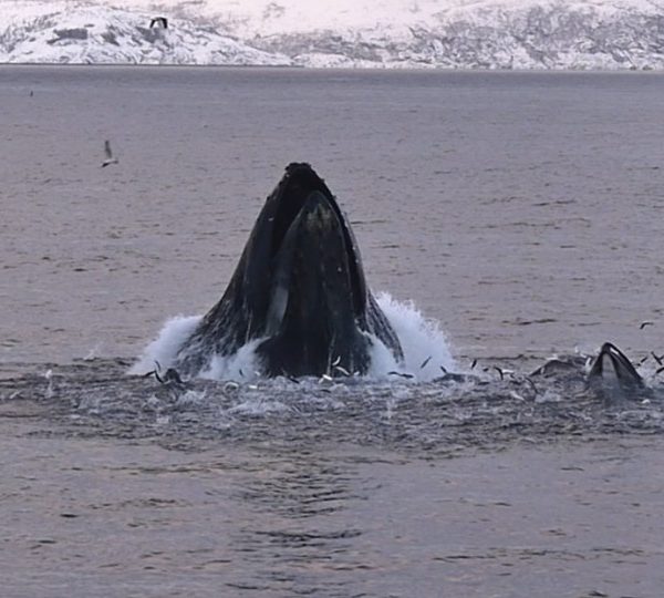 3 baleines à bosses avalent un banc de harengs en surface