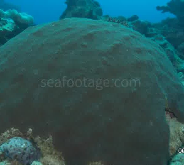 A017C041_170514H0S02_Corail_cerveau_gros