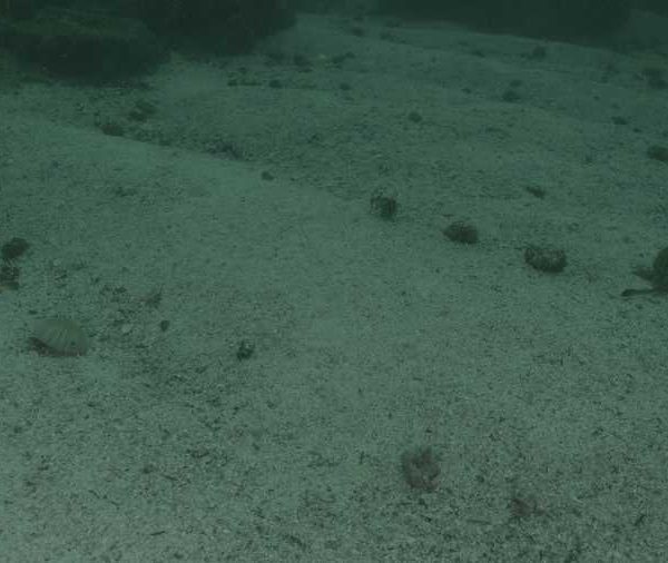 A027C022_170204USS02_Deux_raies_pastenagues_nagent_vue_de_dessus