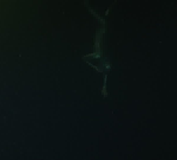 Apneiste_descent_sortie_de_champ.jpg