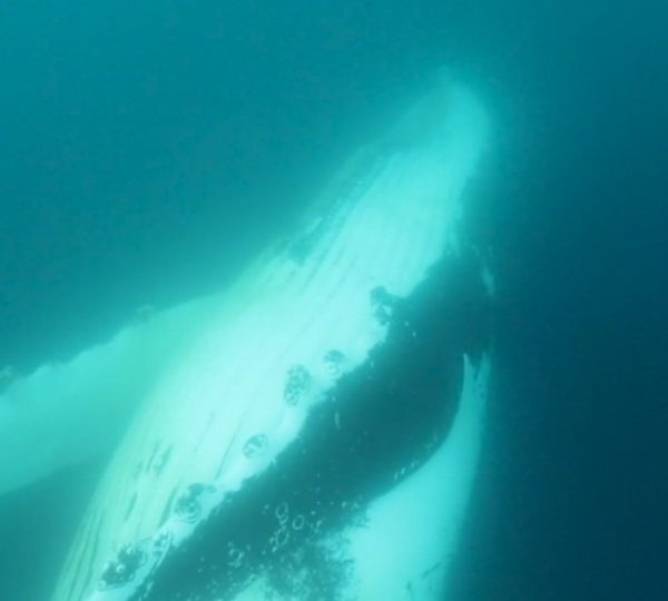 BALEINES ANTARCTIQUE