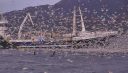 Nuée d'oiseaux avec Orques et bateau en Norvège, ralenti