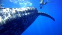 Rushes, vidéos de baleine bleue