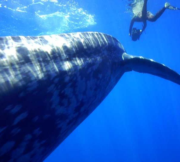 Rushes, vidéos de baleine bleue