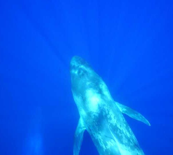 Rushes, vidéos de baleine bleue