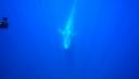 Rushes, vidéos de baleine bleue