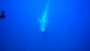 Rushes, vidéos de baleine bleue
