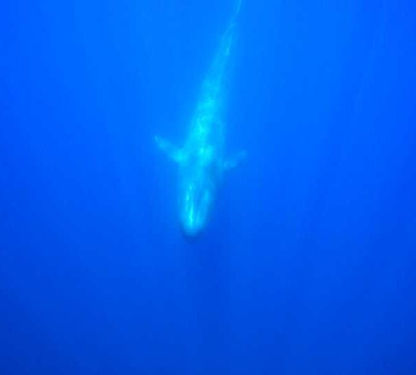 Rushes, vidéos de baleine bleue