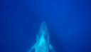 Rushes, vidéos de baleine bleue