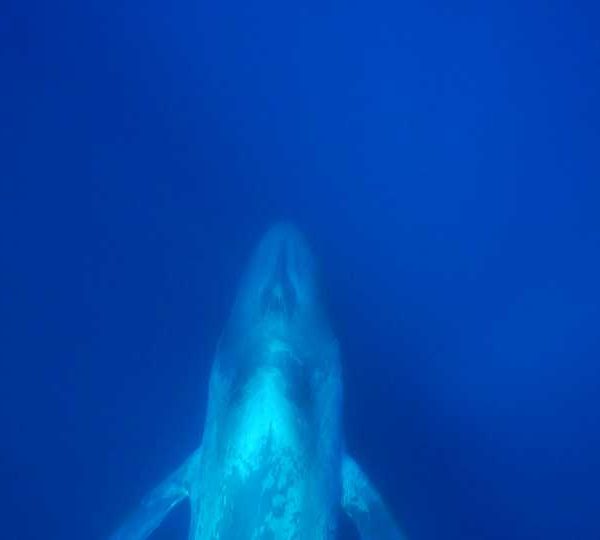 Rushes, vidéos de baleine bleue