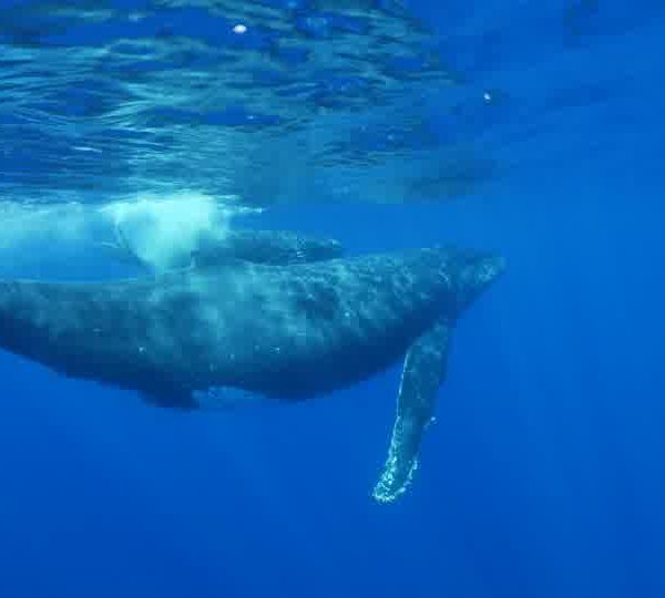 Baleine_et_baleneau_James.jpg